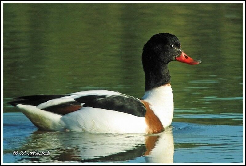 Common Shelduck