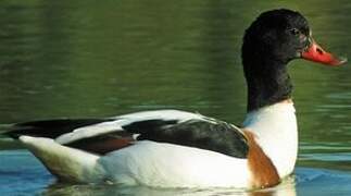 Common Shelduck