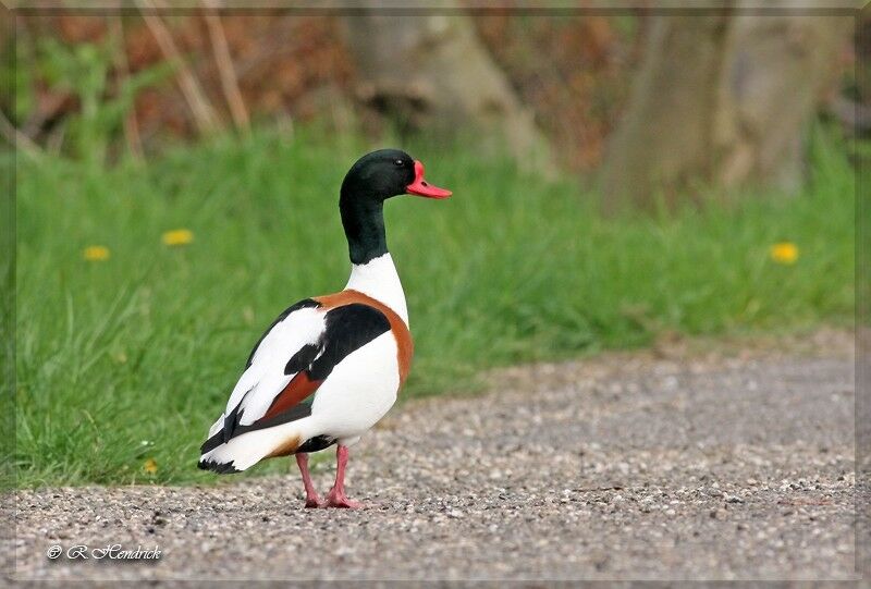 Common Shelduck