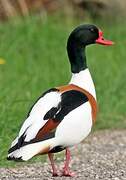 Common Shelduck