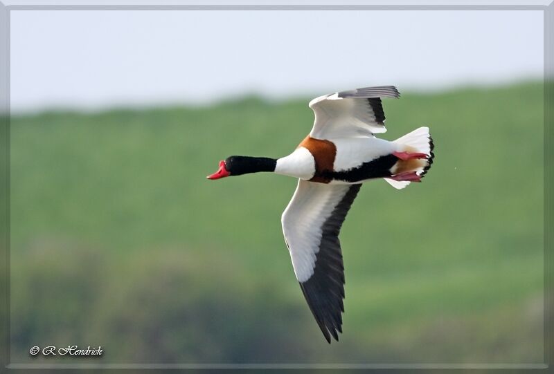 Common Shelduck