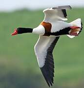 Common Shelduck