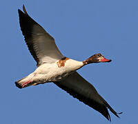 Common Shelduck