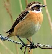 Whinchat