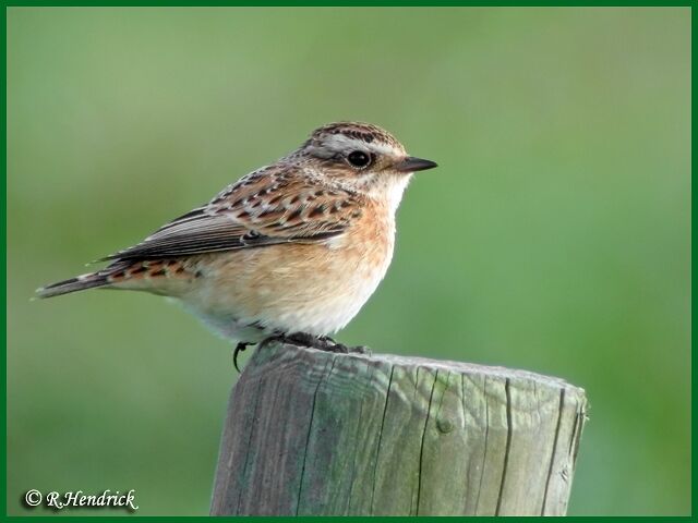 Whinchat