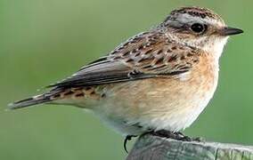 Whinchat