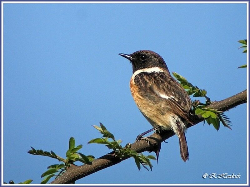 European Stonechat