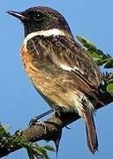 European Stonechat