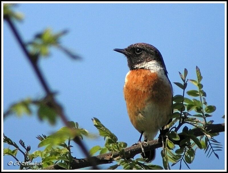 European Stonechat