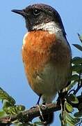 European Stonechat