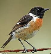 European Stonechat