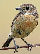 European Stonechat