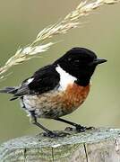 European Stonechat