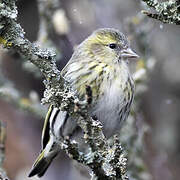 Eurasian Siskin