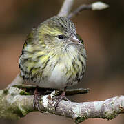 Eurasian Siskin