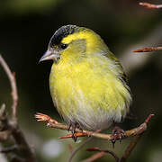 Eurasian Siskin