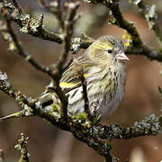 Eurasian Siskin