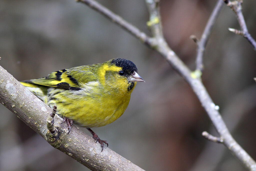 Eurasian Siskin