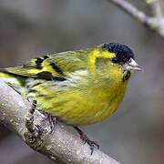 Eurasian Siskin