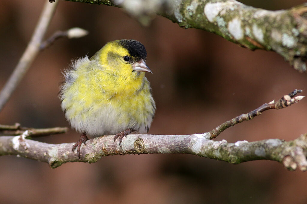 Eurasian Siskin