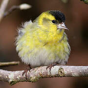 Eurasian Siskin