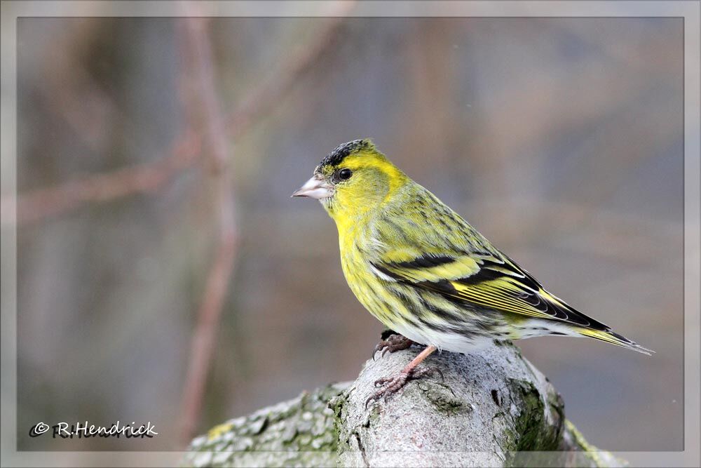 Eurasian Siskin