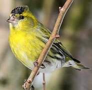 Eurasian Siskin