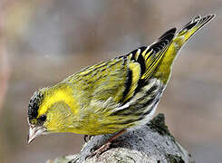 Eurasian Siskin