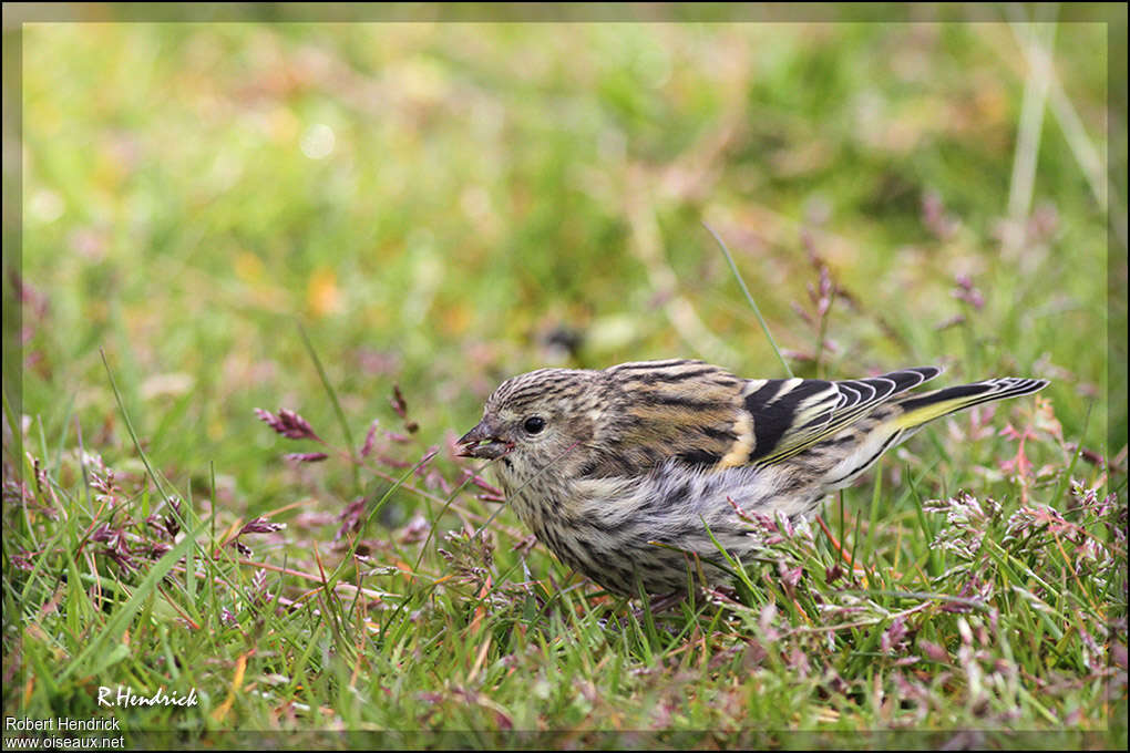 Eurasian Siskinjuvenile, identification