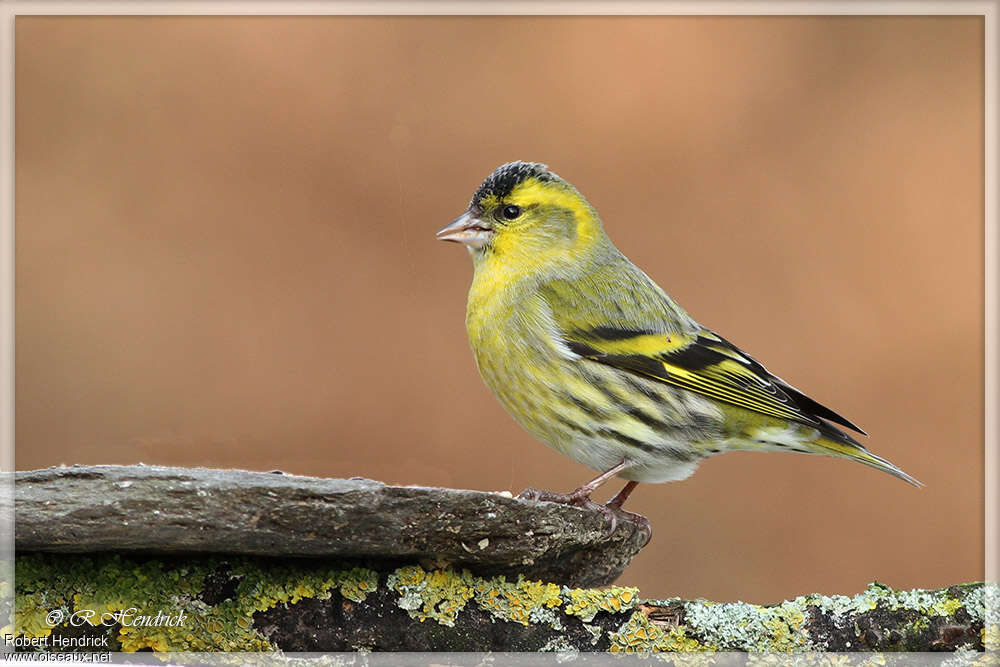 Eurasian Siskin male adult, identification