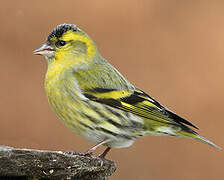 Eurasian Siskin