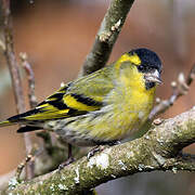 Eurasian Siskin