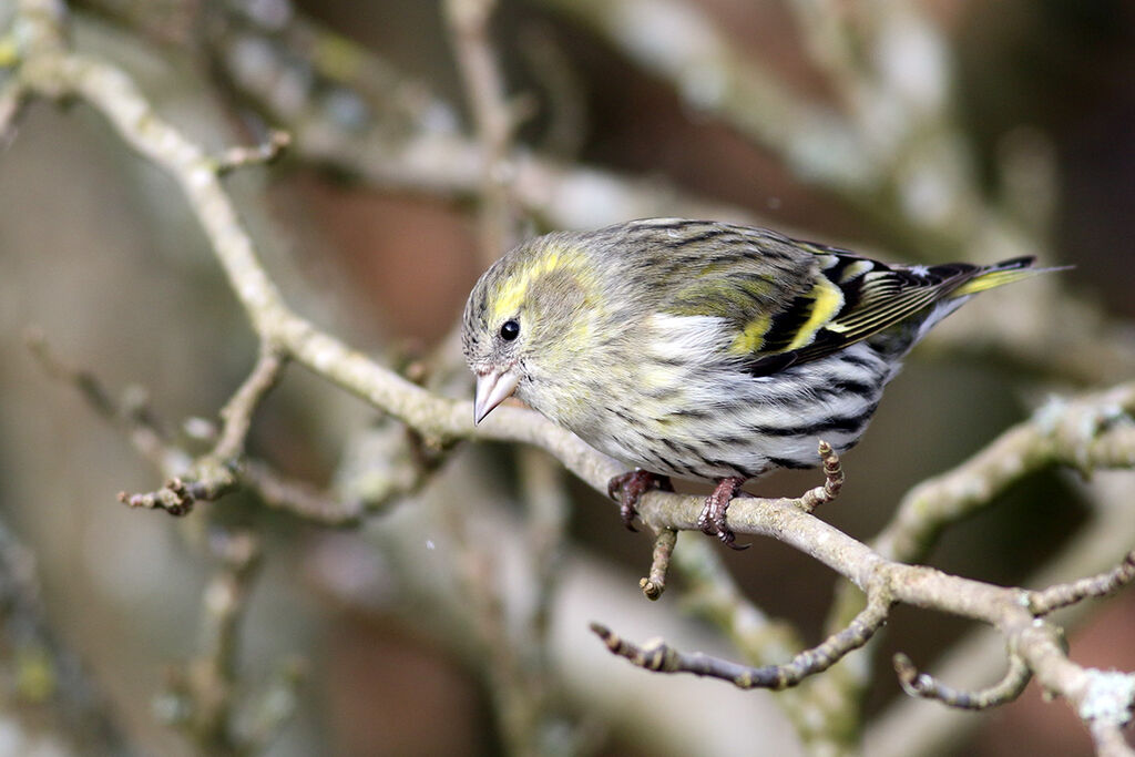 Eurasian Siskin