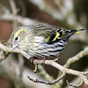 Eurasian Siskin