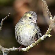 Eurasian Siskin