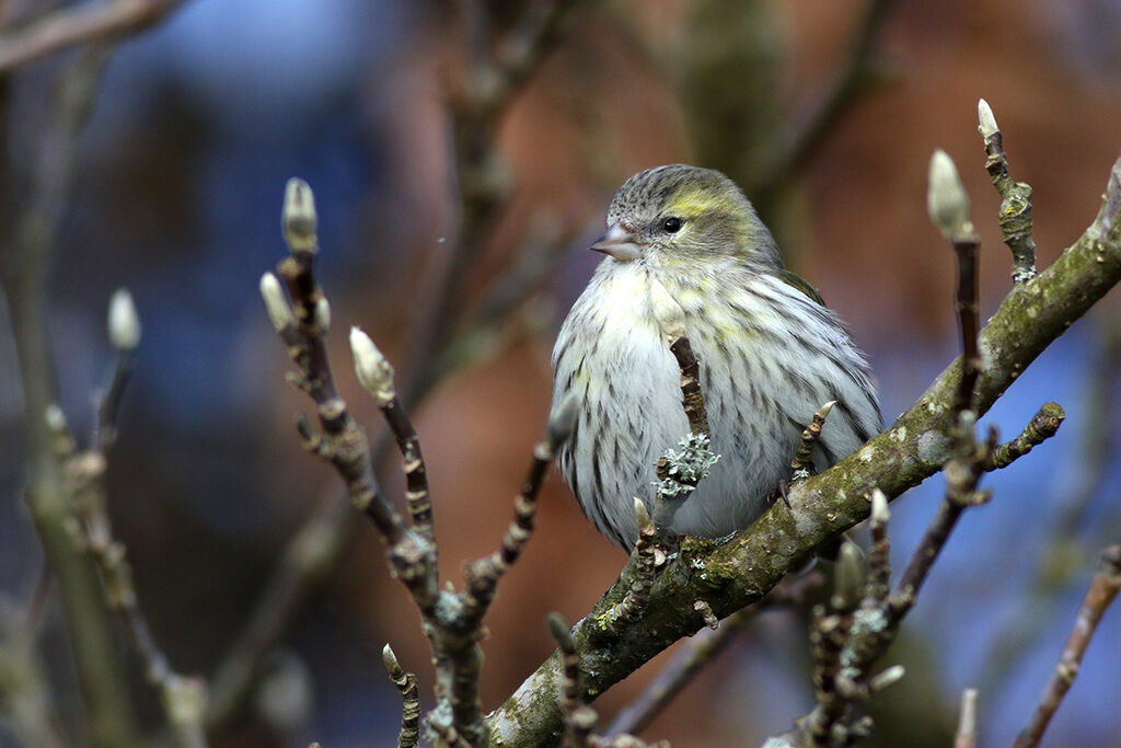 Eurasian Siskin