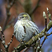 Eurasian Siskin