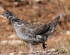 Dusky Grouse