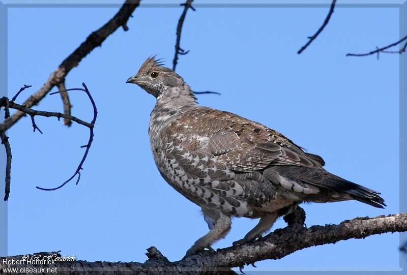 Dusky Grouse male adult, identification