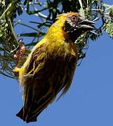 Southern Masked Weaver