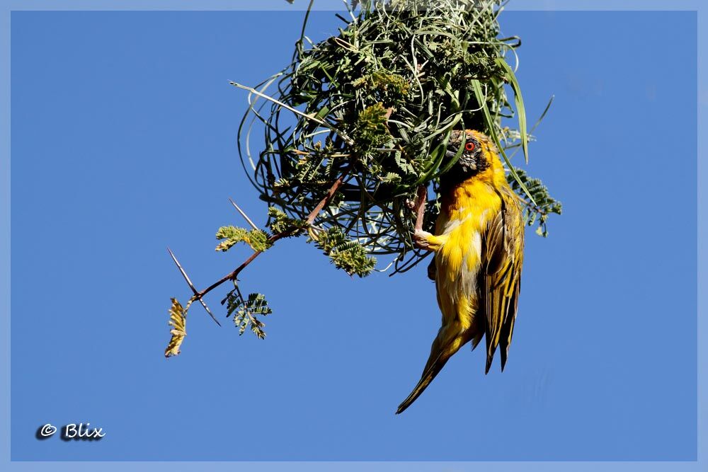 Southern Masked Weaver