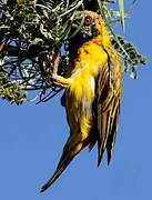 Southern Masked Weaver