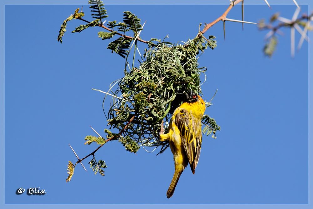 Southern Masked Weaver