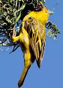 Southern Masked Weaver