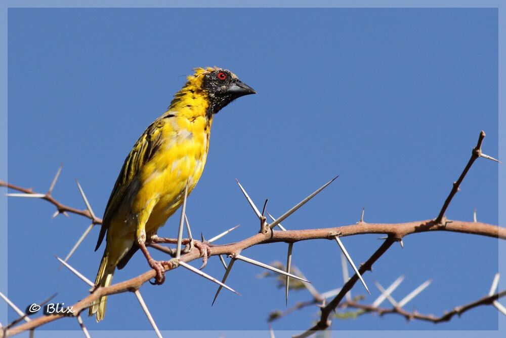 Southern Masked Weaver