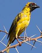 Southern Masked Weaver