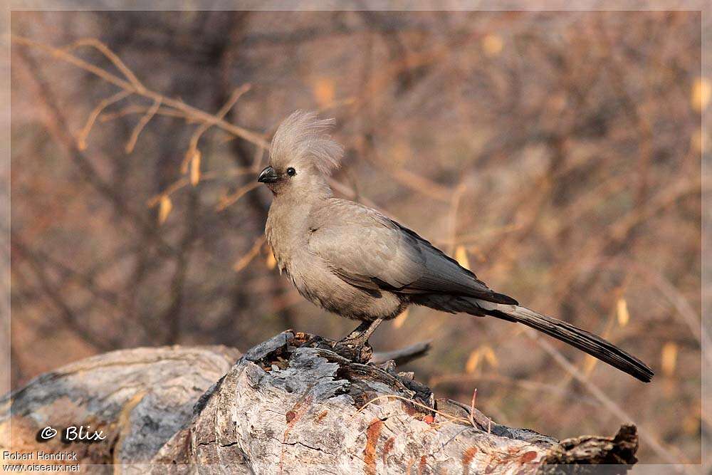 Grey Go-away-bird, identification