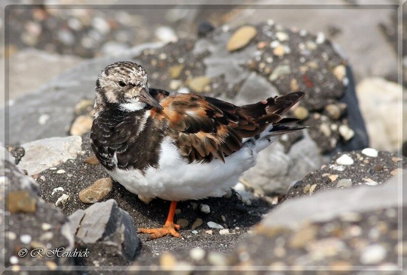 Ruddy Turnstone