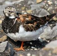 Ruddy Turnstone