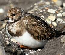 Ruddy Turnstone